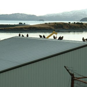 (416rigby) Eagles on the cannery roof