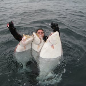 Day Limit of halibut - 10 mins to collect all of them off the bottom life is easy but you need to find them :)