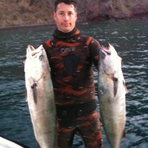 White Sea Bass