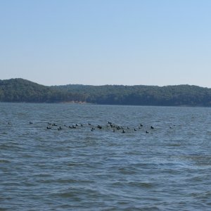About 10 miles up river from Kenlake Marina you come to Blood Creek.  From this point the secondary channel becomes more shallow and twisting.  It is also one of the most beautiful sections of the river we have seen.