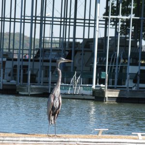 This was the Dock Boss of our transient dock.  He seemed ok with us as long as we stayed away from his area.  He stood there day and night.