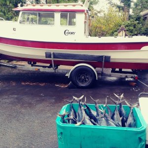 Tuna 2019