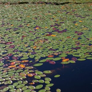 Small lake at the end of the short trail from Grace Harbor.