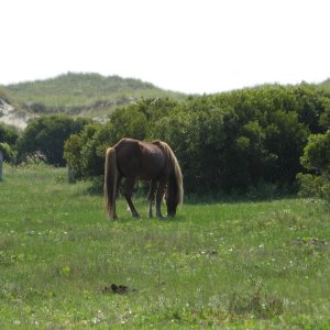 A Shackleford Banks Pony