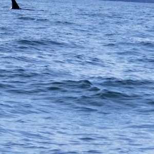 Transient Pod south of Lopez Island