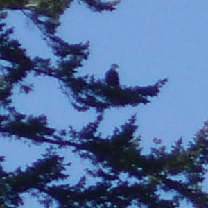 Eagle