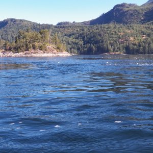 Gobs of foam sit on the water when the rapids are running.  Here, they have thinned out and are small.