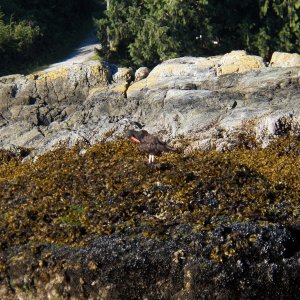 It's best to leave the rocks to the Oyster Catchers.