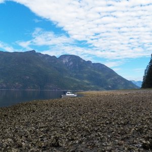 High top shoes and a walking stick are best for crossing these oyster beds.
