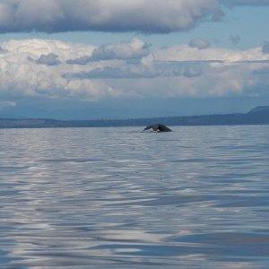 Media 'I did stop a few times when I saw something odd on the water.  When it's this flat, you see lots of things.' in album 'After Powell River, I headed for Skookumchuk Narrows and Sechelt Rapids.  This is Sechelt from inside the inlet.  A few small standing waves 30 minutes before slack.'