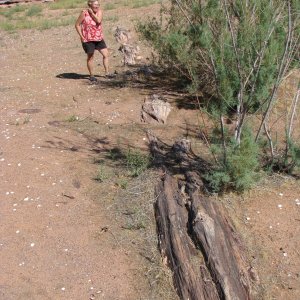 Petrified Trees at Four Mile Canyon