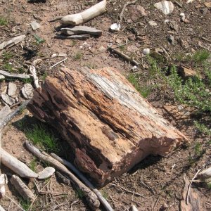 More petrified wood