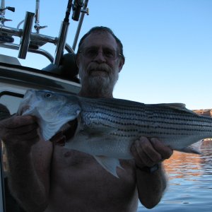 striped bass