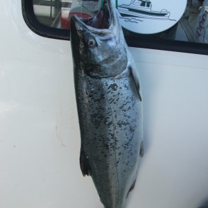 7 lb Coho-Edmonds-Sep 2009