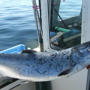 Another pic of Coho