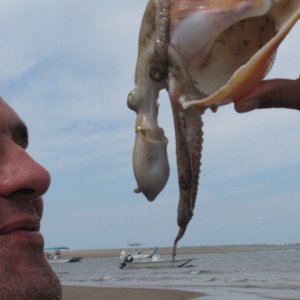 What can you find in a conch shell?
