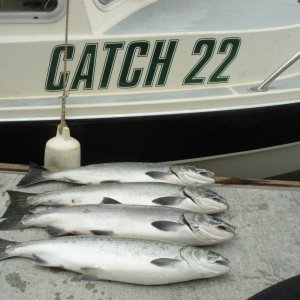 limit of coho, sepember, 2009