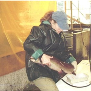 Volunteering at Roaring River Hatchery, spawning fish -- yup, that's a trout...they use the 3 and 4 year olds..a handful for sure!