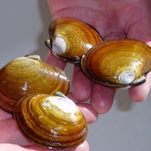 Purple Varnish Clams (aka Savory Clams) called Purple Varnish because the thin layer peels off of them like varnish peeling.  Got them at Taft beach.