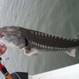 Media 'Almost!  Steve's largest sturgeon yet, March 10, 2007' in album '(CatyMae n Steve) 8/19/05 Ahhhhhh nice feesh!'