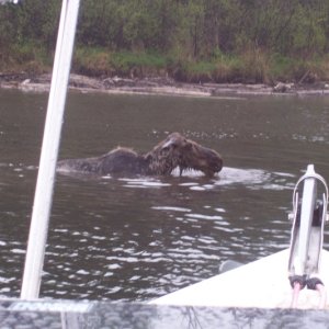 Isle Royale 2007 079