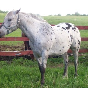 New Appaloosa gelding "Charlie Blue"