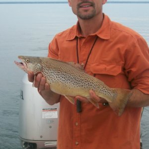 St.Croix Brown trout near Long Island has a yellow hue and foot ball shape. Vrs The Seeforellen strain of browns.