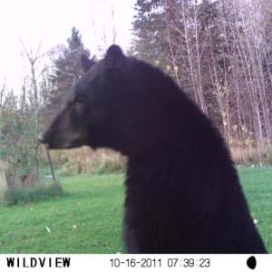 Back yard apple tree critter