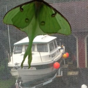 Lunar Moth from Grad. party. Note the boat in background.