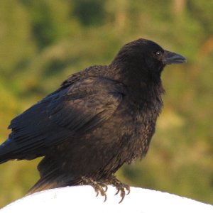 Bird (duh)