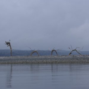 Hood Canal, Apr 30 - May 04, 2012 096 Sea Monster at Hood Head from north of the spit