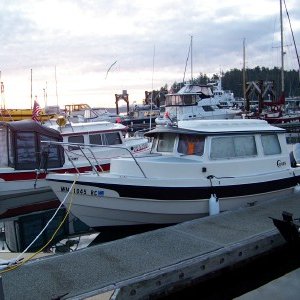 Beagle at Friday Harbor gathering