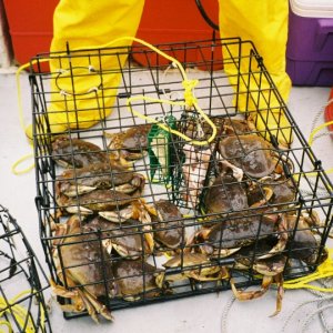 Media 'Crab05' in album 'Cheery_Cabin_Port.JPG'