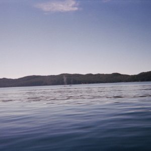 Whales at Naked Island, Prince William Sound, June 04