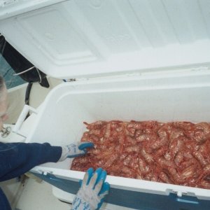 Good day shrimping makes up for no luck fishing, but -