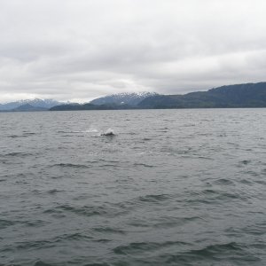 Dall Porpoise - playing with the bow wave