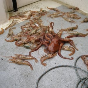 Things that come out of the shrimp pots
