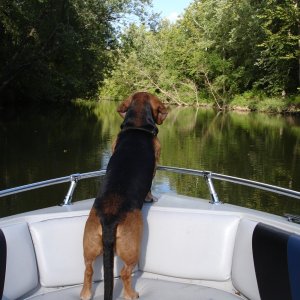 Media 'The Dog Boat.  Claws and Mahogany don't mix.' in album 'Cedar Strip Canoe
My first boatbuilding project.'