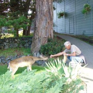 Media 'Petting the tame deer at Rosario, Orcas Island.' in album 'Cap Santee Marina, Anacortes'