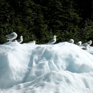 Media 'Gulls cooling off on a bergie bit' in album 'Aproaching Tracy Arm inlet'