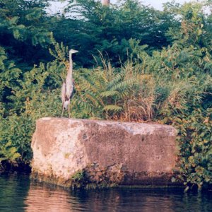 (Rick from Maine) The Ubiquitous Sentries on the Canal