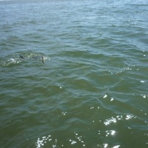 Mr. bluefish up on top looking over the situation