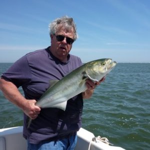 I usually stand mackeral straight up shave strip baits off two fish string up whats left and hang them along side the boat putting the baited bucktail right in the slick created by the two skinny ones teathered to the boat. Like taking candy from a baby.