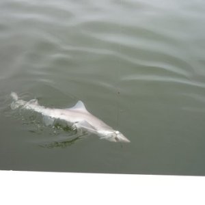 A sand shark stopping by for some needed dental work