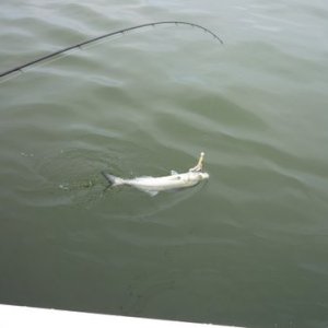 small bluefish awaiting bucktail removal and release.