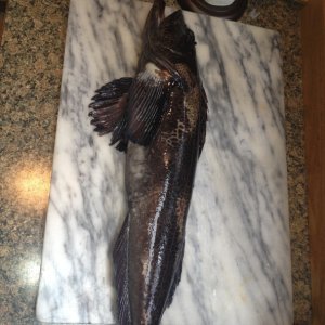 28" Ling - the one that didn't get away :-)