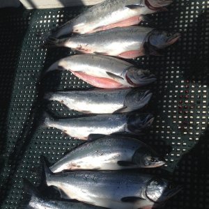Limit!!  8 Pinks from Shipwreck Aug 20, 2013