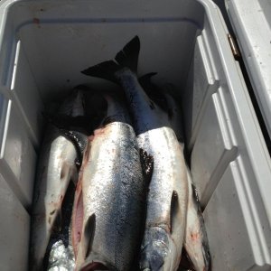 Loaded fish box!