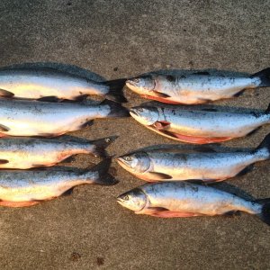 Epic Limit!  4 Coho 4 Pinks - Sep 1, 2013