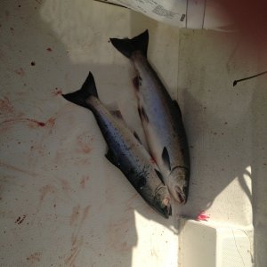 Double!  2 Coho at the same time!
